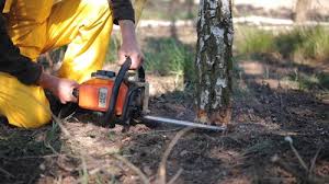 How Our Tree Care Process Works  in Trinidad, CO