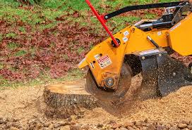 Best Tree and Shrub Care  in Trinidad, CO