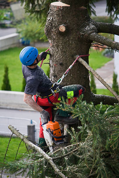 Best Hedge Trimming  in Trinidad, CO