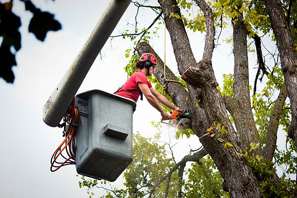 Best Seasonal Cleanup (Spring/Fall)  in Trinidad, CO